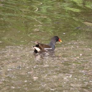 Common Moorhen