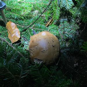 King Bolete