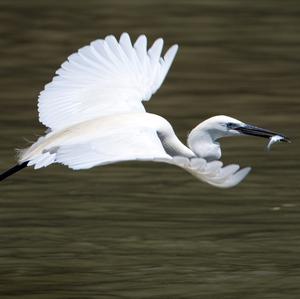 Little Egret