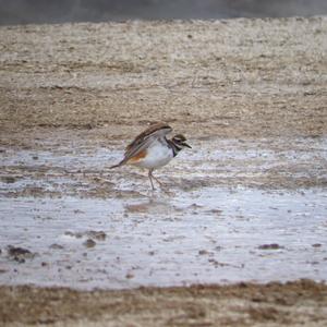 Killdeer