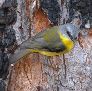 Eastern Yellow Robin