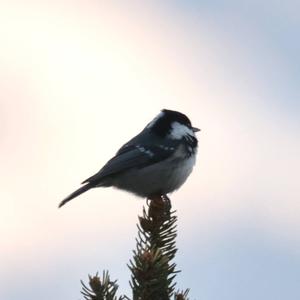 Coal Tit