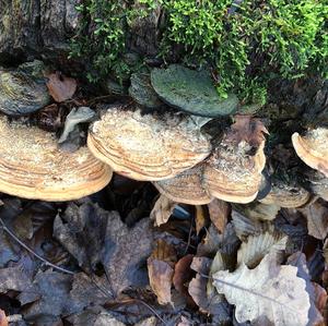 Thick-maze Oak polypore