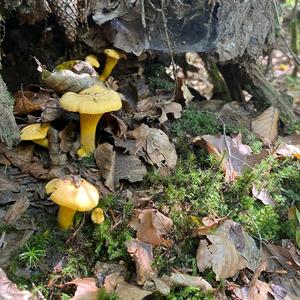 Chanterelle, Common