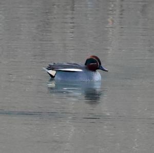 Common Teal