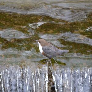 White-throated Dipper