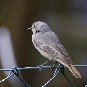 Black Redstart