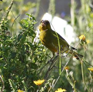 European Greenfinch