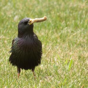 Common Starling