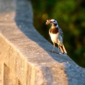 White Wagtail