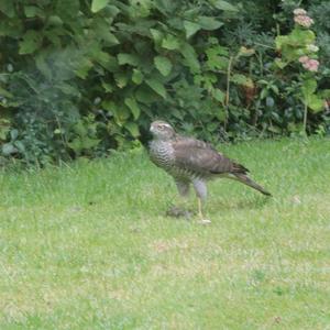 Eurasian Sparrowhawk