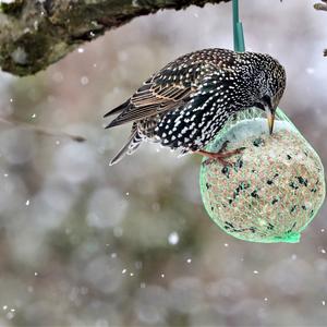 Common Starling