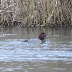 Common Pochard