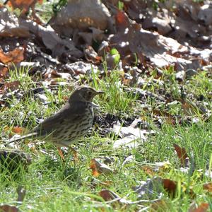 Song Thrush