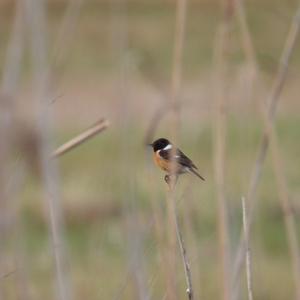 European stonechat