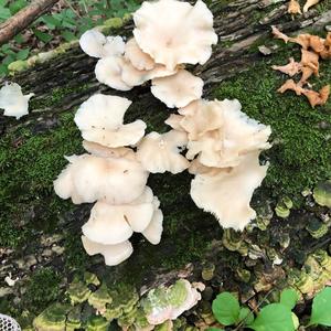 Oyster Mushroom