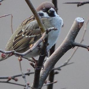 Eurasian Tree Sparrow