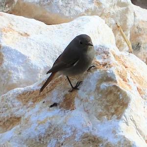 Black Redstart