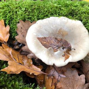 Cloudy Clitocybe