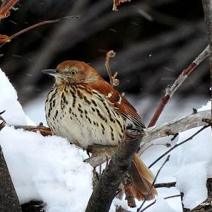 Brown Thrasher