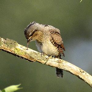 Eurasian Wryneck