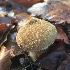 Gem-studded Puffball