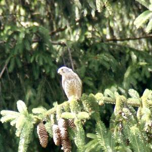 Common Kestrel