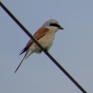 Red-backed Shrike