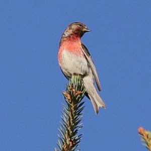 Eurasian Linnet