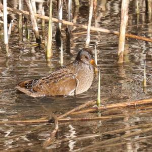 Spotted Crake