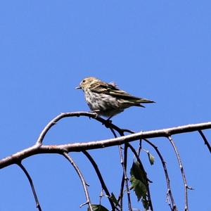 Eurasian Chaffinch