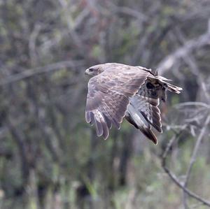 Mäusebussard