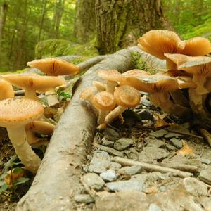 Honey Fungus