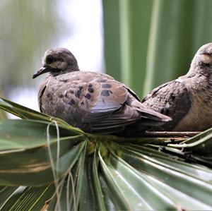 Mourning Dove