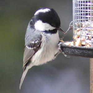 Coal Tit