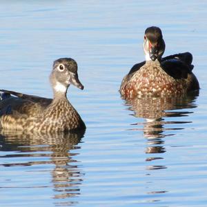 Wood Duck