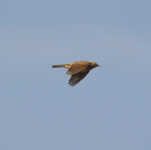 Eurasian Skylark