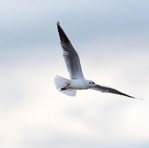 Black-headed Gull