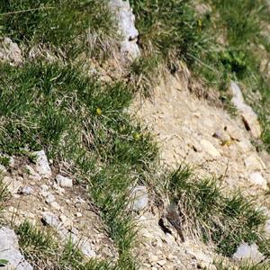 White-winged Snowfinch