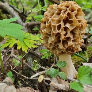 Yellow Morel