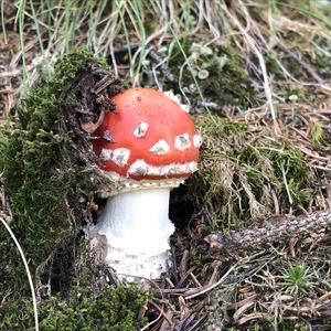 Fly Agaric