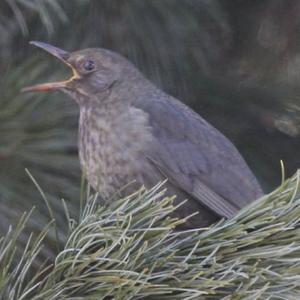 Eurasian Blackbird