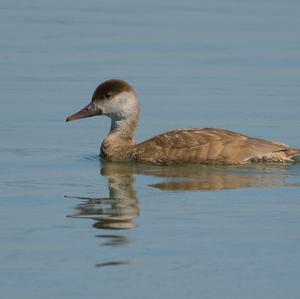 Red-crested Pochard