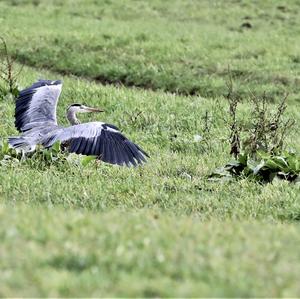 Grey Heron