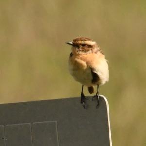 Whinchat