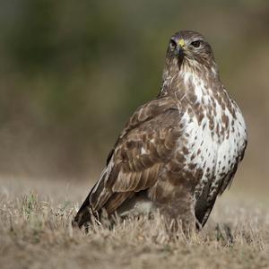 Mäusebussard