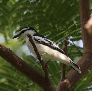 Pied Triller