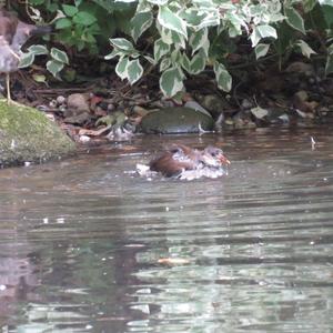 Common Moorhen