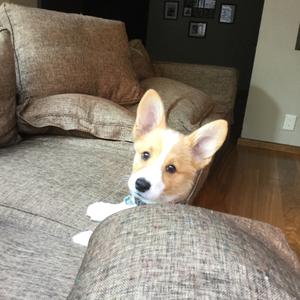 Welsh Corgi (Pembroke)