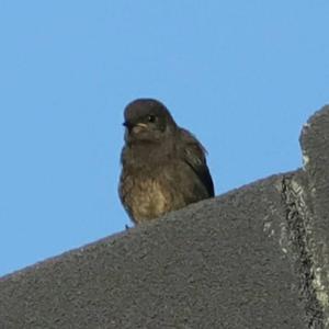 Black Redstart